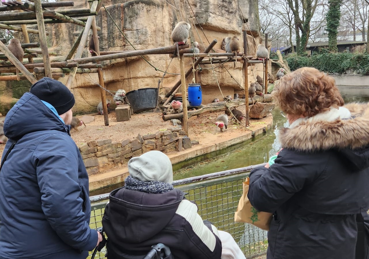 Drei Menschen, der in der Mitte im Rollstuhl sitzend, sehen sich die Paviane im Kölner Zoo an.